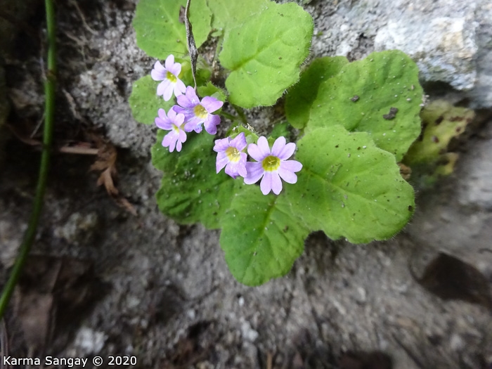 <i>Primula filipes </i>