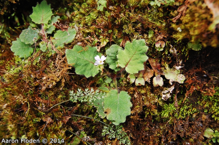 <i>Primula filipes </i>
