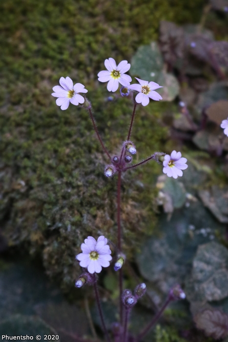 <i>Primula filipes </i>