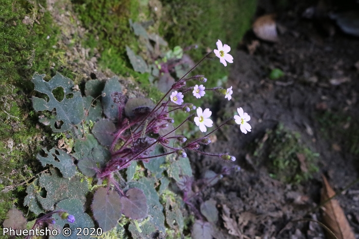 <i>Primula filipes </i>