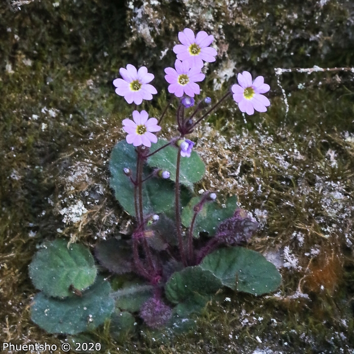<i>Primula filipes </i>