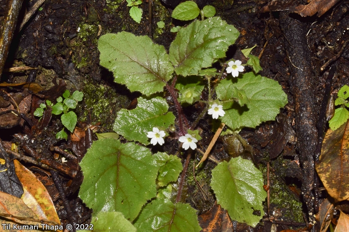 <i>Primula filipes </i>