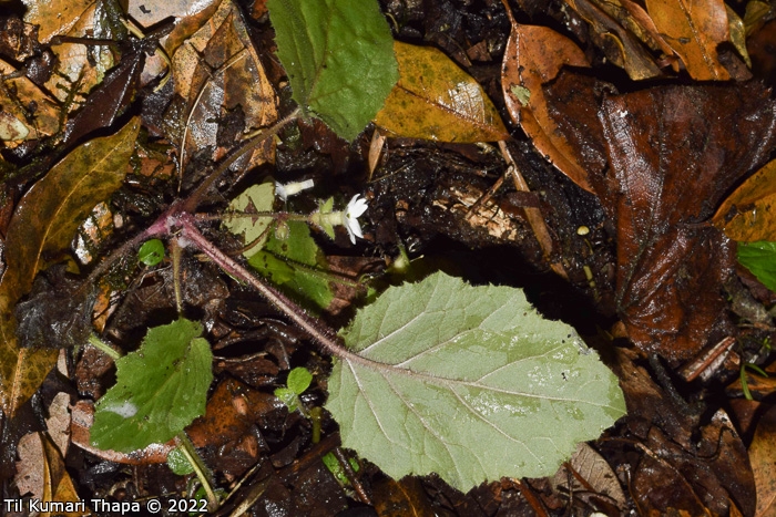 <i>Primula filipes </i>