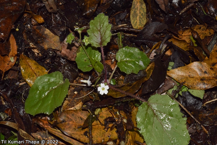 <i>Primula filipes </i>
