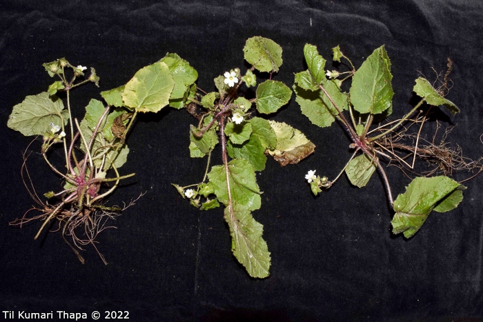 <i>Primula filipes </i>