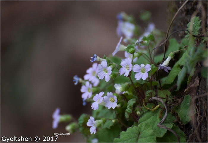 <i>Primula filipes </i>