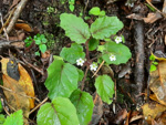 <i>Primula filipes </i>