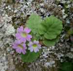 <i>Primula filipes </i>