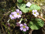 <i>Primula filipes </i>