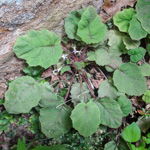 <i>Primula filipes </i>