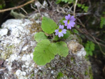 <i>Primula filipes </i>