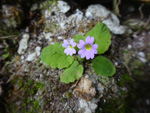 <i>Primula filipes </i>