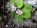 <i>Primula filipes </i>