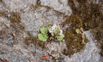 <i>Primula filipes </i>
