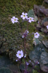 <i>Primula filipes </i>