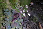 <i>Primula filipes </i>