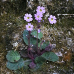 <i>Primula filipes </i>