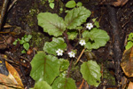 <i>Primula filipes </i>