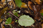 <i>Primula filipes </i>