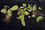 <i>Primula filipes </i>