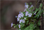 <i>Primula filipes </i>