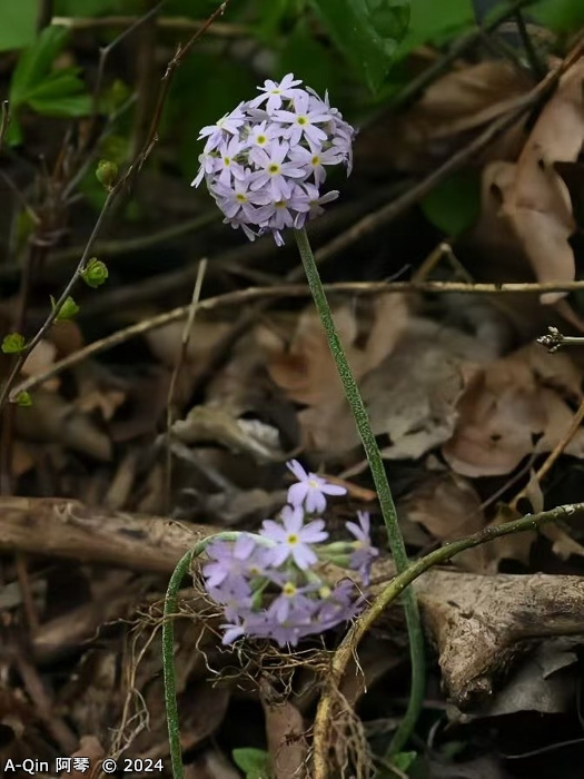 <i>Primula fistulosa </i>