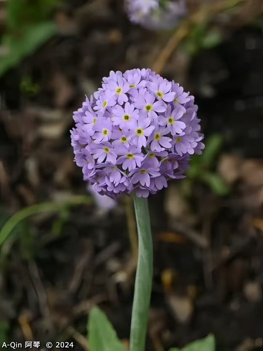 <i>Primula fistulosa </i>