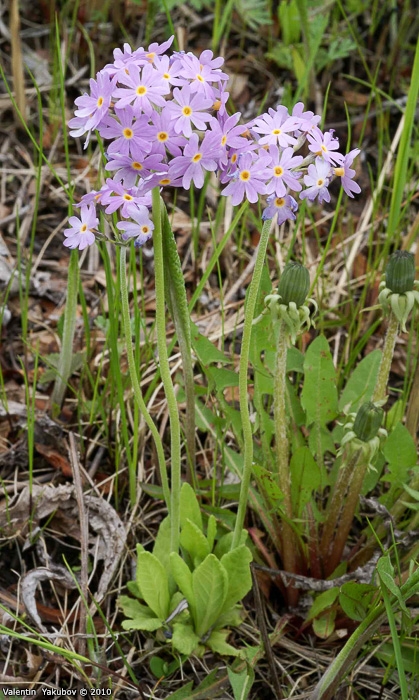 <i>Primula fistulosa </i>