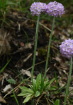<i>Primula fistulosa </i>