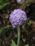 <i>Primula fistulosa </i>