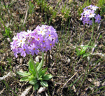<i>Primula fistulosa </i>