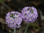 <i>Primula fistulosa </i>