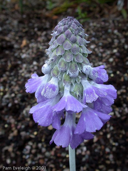 <i>Primula flaccida </i>