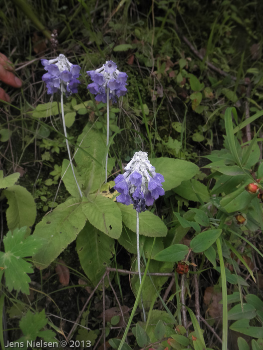 <i>Primula flaccida </i>