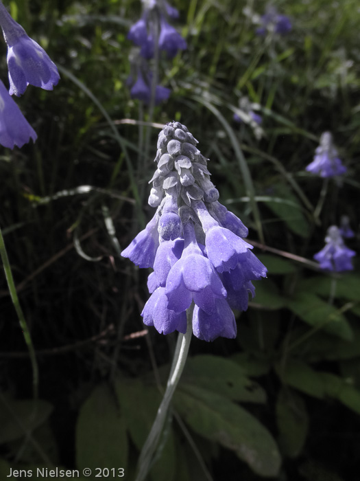 <i>Primula flaccida </i>