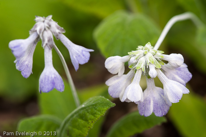 <i>Primula flaccida </i>