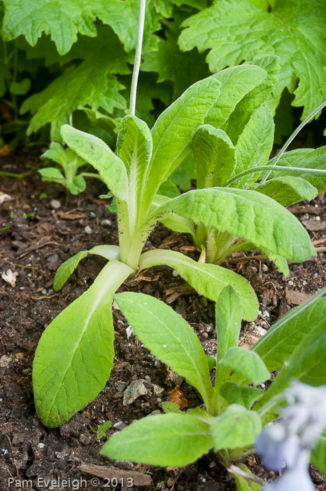 <i>Primula flaccida </i>