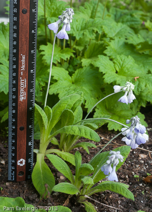 <i>Primula flaccida </i>