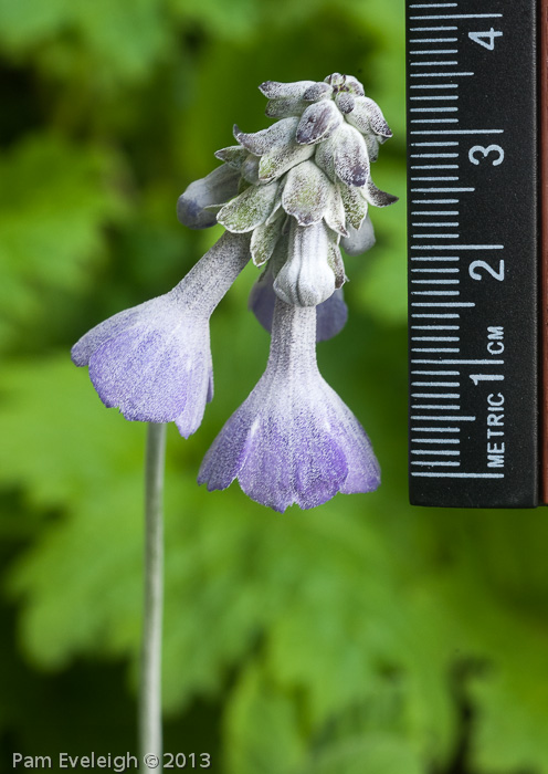 <i>Primula flaccida </i>