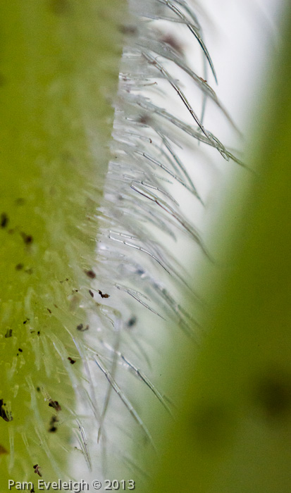 <i>Primula flaccida </i>