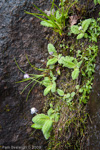 <i>Primula flaccida </i>