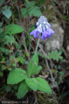 <i>Primula flaccida </i>