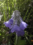 <i>Primula flaccida </i>