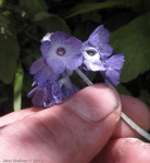 <i>Primula flaccida </i>