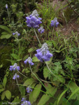 <i>Primula flaccida </i>