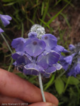 <i>Primula flaccida </i>