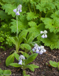 <i>Primula flaccida </i>