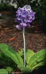 <i>Primula flaccida </i>