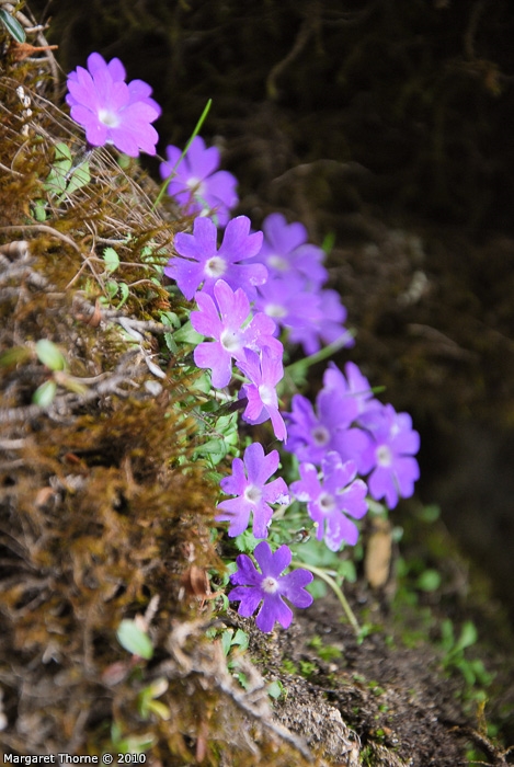 <i>Primula flagellaris </i>