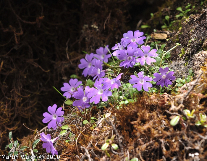 <i>Primula flagellaris </i>